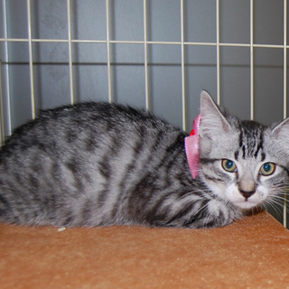 とても綺麗なハンサムボーイ