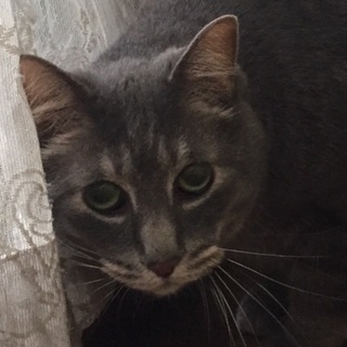 緊急‼️里親募集❗️14匹行き場がありません