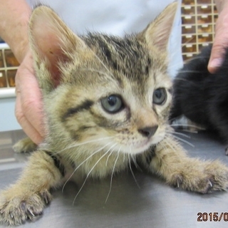 捨て猫！！側溝の中にも仔猫がいました。