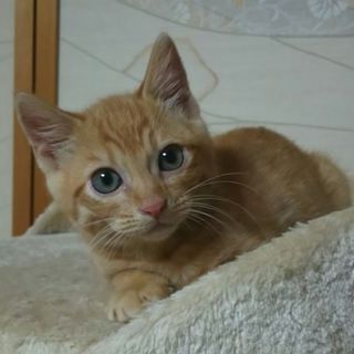 茶トラ子猫♪　里親様を募集します！