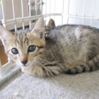 かわいいきじ虎ひろしくん お留守番できます 動画有