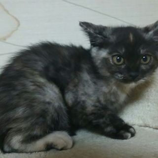 黒サビ子猫♪　里親様を募集します！