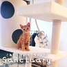 こねこカフェ Sanctuary（サンクチュアリ）