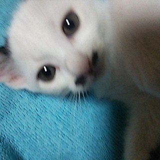 抱っこちゃんベビー❤ゆりちゃん