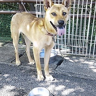 素敵な里親様に巡り会えました