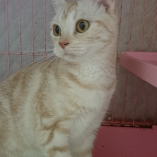 アメショー・レアカラー☆れいちゃん☆女の子2歳