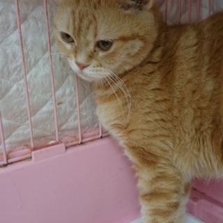 アメショー☆クッキーちゃん☆決まりました