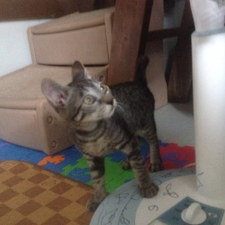 殺処分からの生還