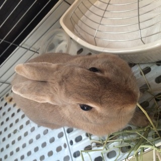 ネザーランドワーフ