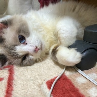 可愛いラグドール