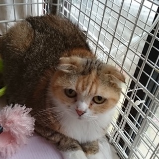 スコティッシュ くるみちゃんです