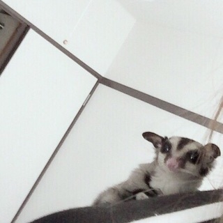 里親募集してます。