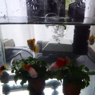 ミッキーマウスプラティ　里親募集