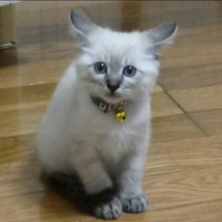 青い目をした綺麗な子猫です