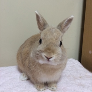 里親様決まりました