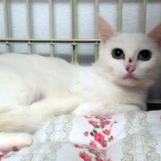 ピュアちゃん　　10ヶ月の女の子