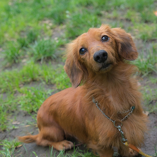 若い！元気！甘えた！イケメンMダックス！！