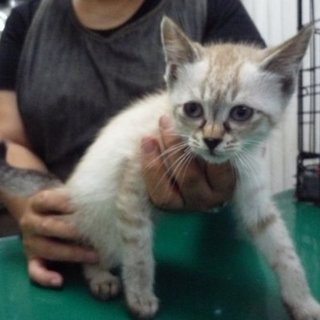 シャム系メス仔猫キュート！３兄妹です