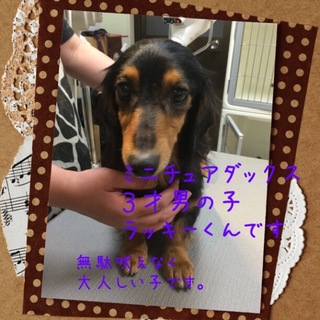 大人しいMダックスラッキー君は３才の男の子です。