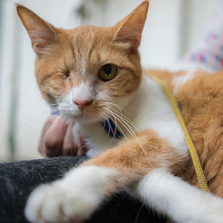 小柄な茶トラ隻眼のイケメン！