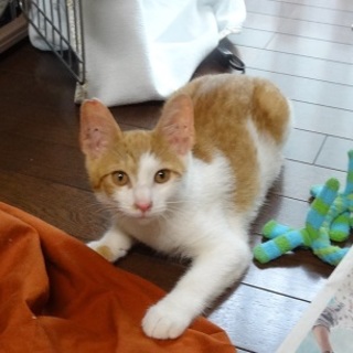 起きぬけ顔のぶんちゃん、かわいい個性の男の子です