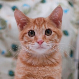 山の中に捨てられていた仔猫「くう」