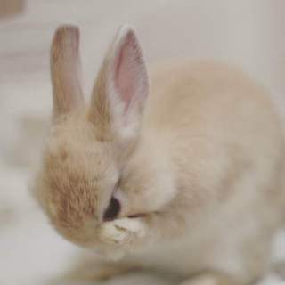 【里親が決まりました】生後2カ月のネザーランド