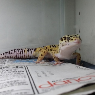 ﾋｮｳﾓﾝﾄｶｹﾞﾓﾄﾞｷ !！(再募集です)