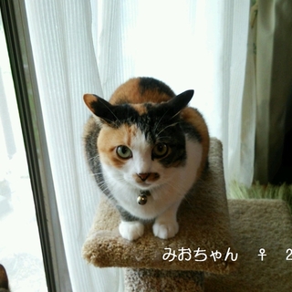 里親になってくださる方を求めています。