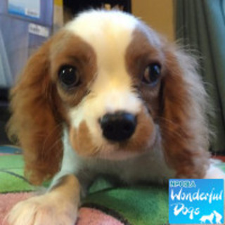 「プーロ」推定4ヶ月♂