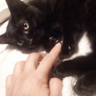 ビビりで威嚇しますがゴロゴロも＾＾；