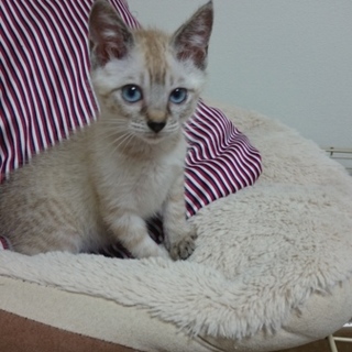 青い目の子猫♪