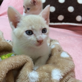 ほんわかミルクティ5兄弟短しっぽ男の子②