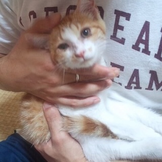 2~3ヶ月 おとなしめで白茶トラの女の子