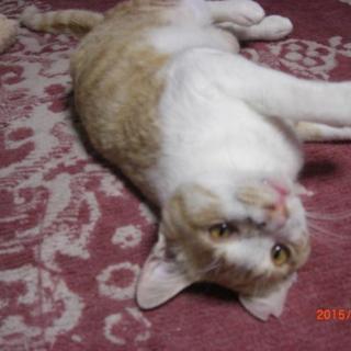 茶白君、不妊済み