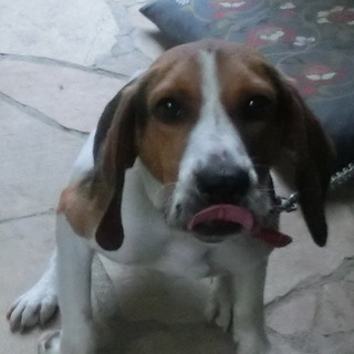 ビーグルＭＩＸ雄１０ｋｇ位