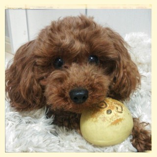 募集を休止させて頂きます。