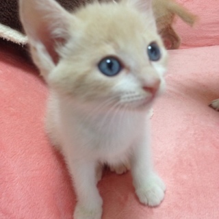 ほんわかミルクティ5兄弟短しっぽ男の子①