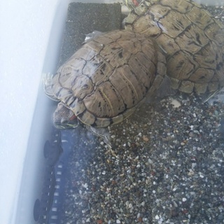 可愛がっていただける方。