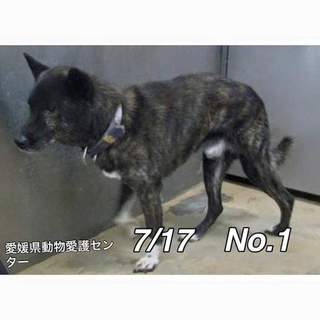 愛媛県動物愛護センターに保護されています！