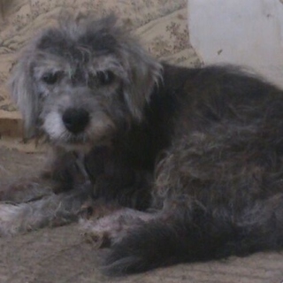 <至急>老犬の里親募集