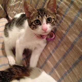 ほっこり癒し系　ななこ♪