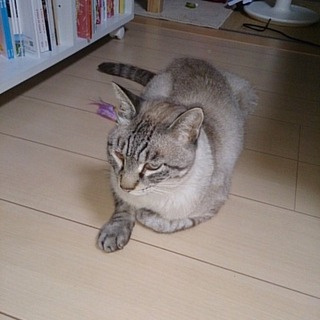 品のある人なつっこいオス♂去勢・ワクチン済グッズ付