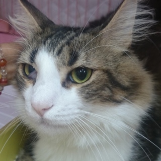 ノルウェージャンF★ひとし君★訳あり男の子2歳