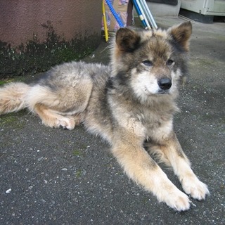 緊急募集！！人なつっこい小ぶりな中型ワンコ