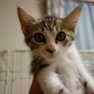 人馴れ抜群　ゴロスリにゃんのライムちゃん