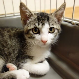 ゴロにゃんの可愛い、ゆずくん　