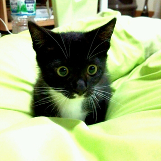 【犬が拾った靴下子猫】