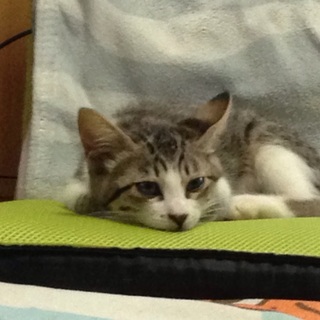 名駅の野良猫の子供を助けて下さい！２