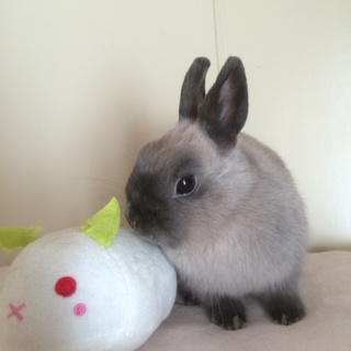 里親さま決まりました